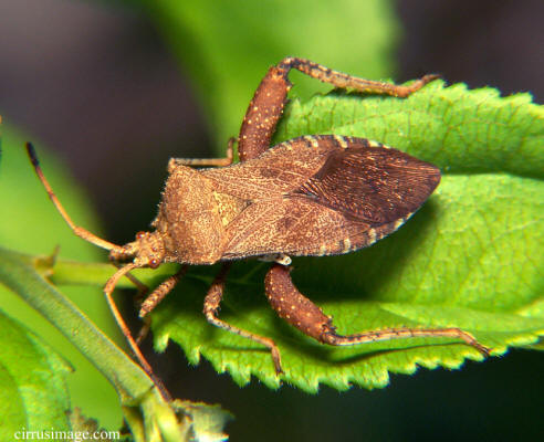 Leaf-footed Bug Male