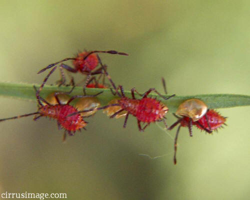 leaf-footed bug nymphs and egg cases