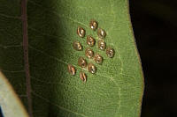 egg cases