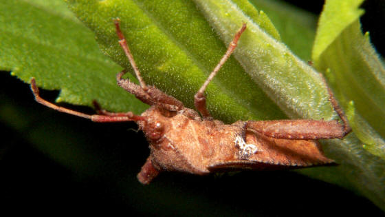 leaf-footed bug