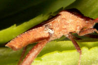 leaf-footed bug