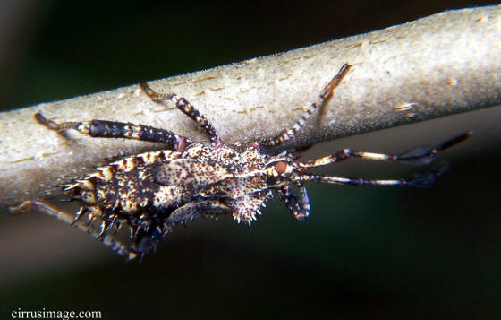 Leaf-footed bug nymph