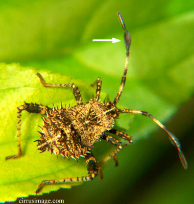 late stage nymph - Euthochtha galeator