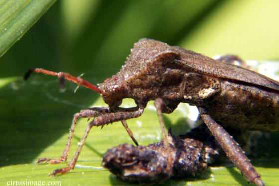 leaf-footed bug female