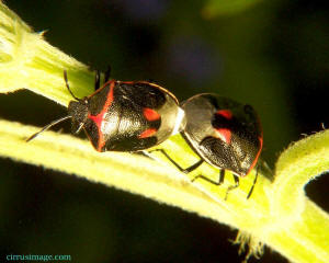 Stink Bug - Cosmopepla bimaculata