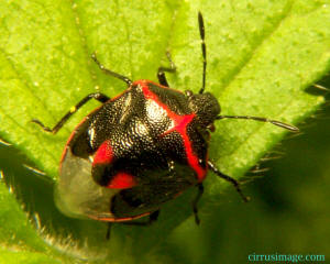 Stink Bug - Cosmopepla bimaculata