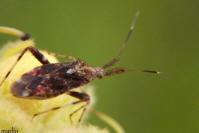 Clouded Plant Bug - Neurocolpus nubilus