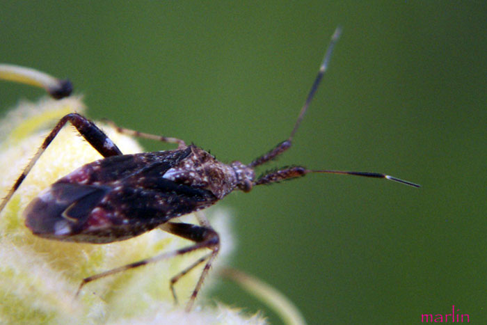 Clouded Plant Bug - Neurocolpus nubilus