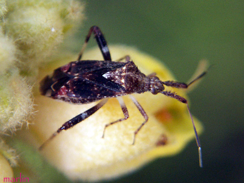 Clouded Plant Bug - Neurocolpus nubilus