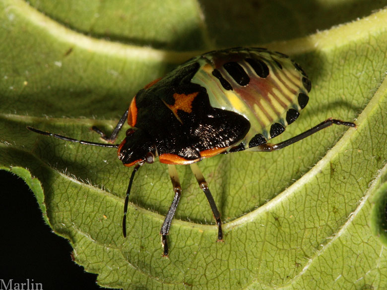 Green Stink Bug Nymph