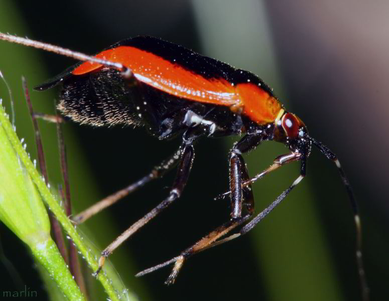 Plant Bug