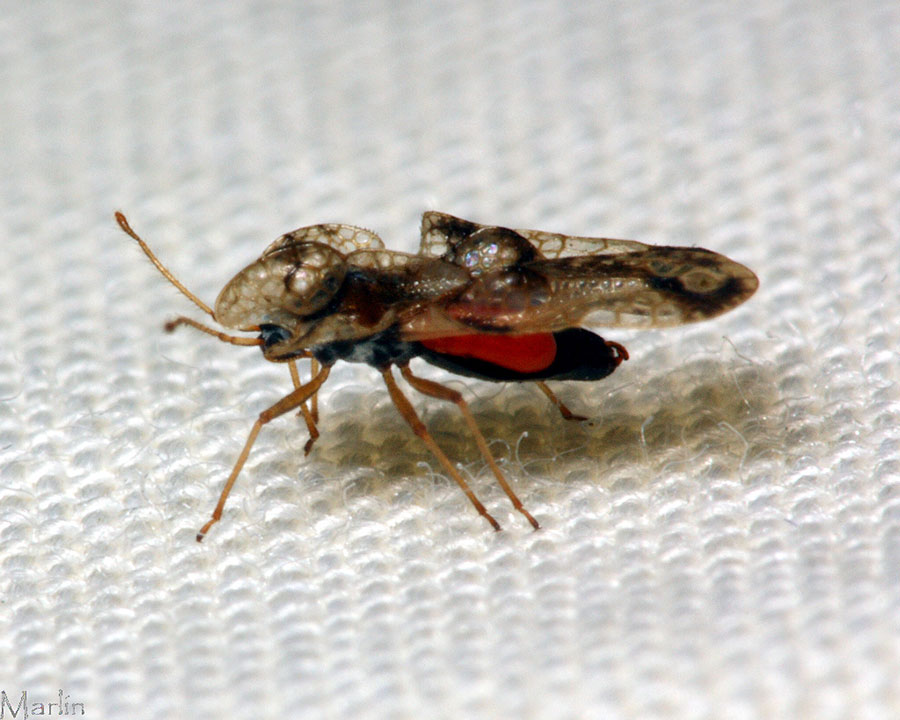 Lace Bug - Corythucha species