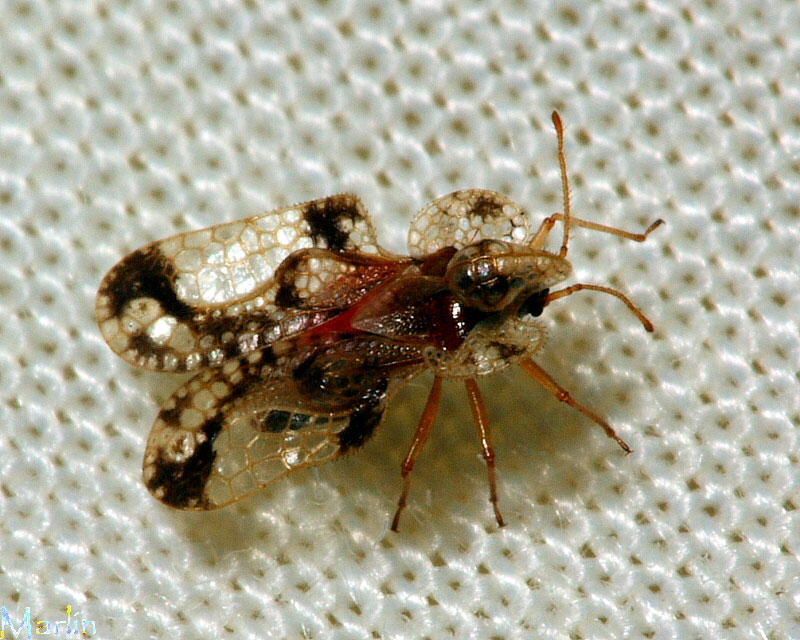 Lace Bug - Corythucha species