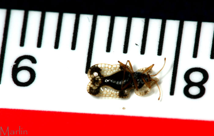 Millimeter scale, dead bug
