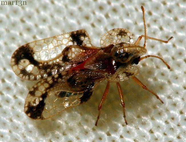 Lace Bug - Corythucha species