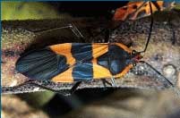 Milkweed Bug