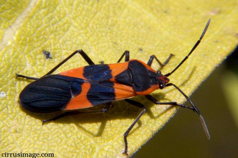 Large Milkweed Bug - Oncopeltus fasciatus