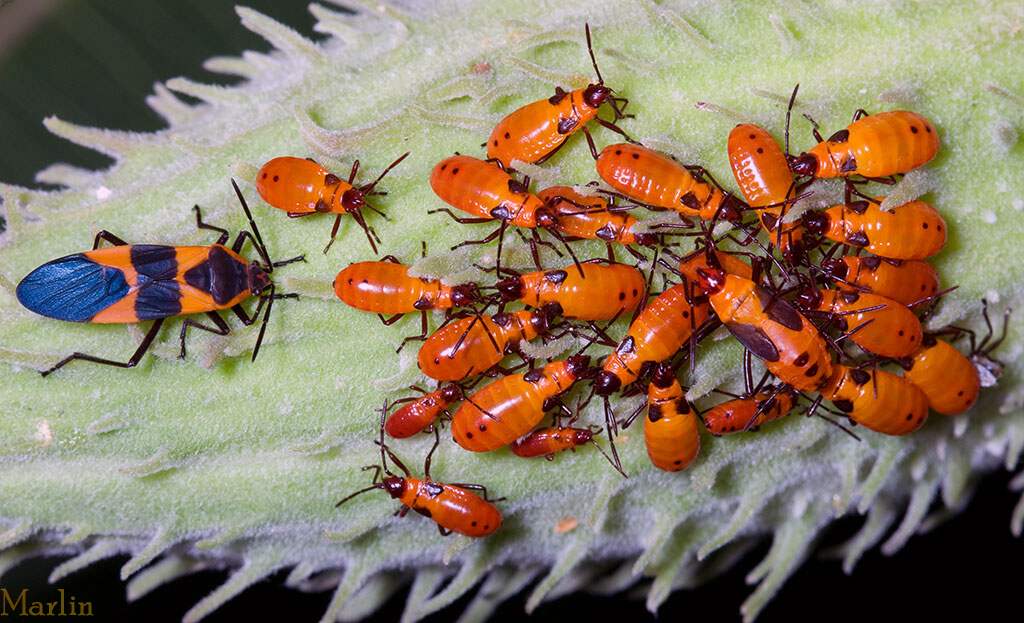 Large Milkweed Bug and Nymphs