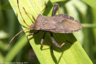 Leaf Footed Bug