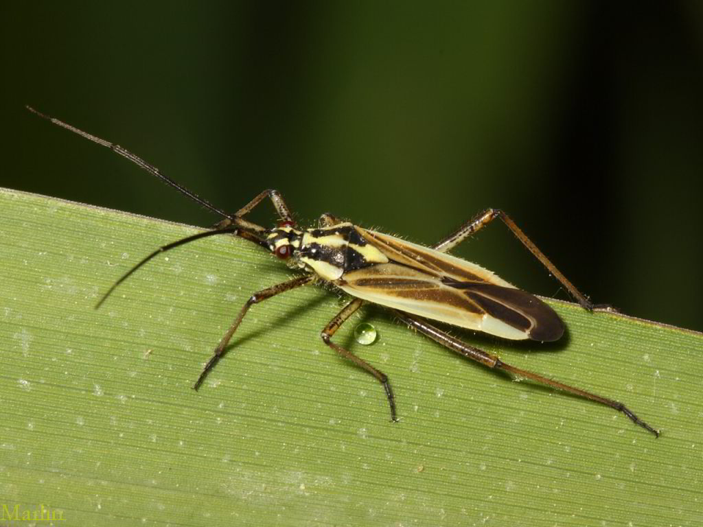 Meadow Plant Bug - Leptopterna dolabrata