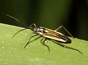 Meadow Plant Bug - Leptopterna dolabrata