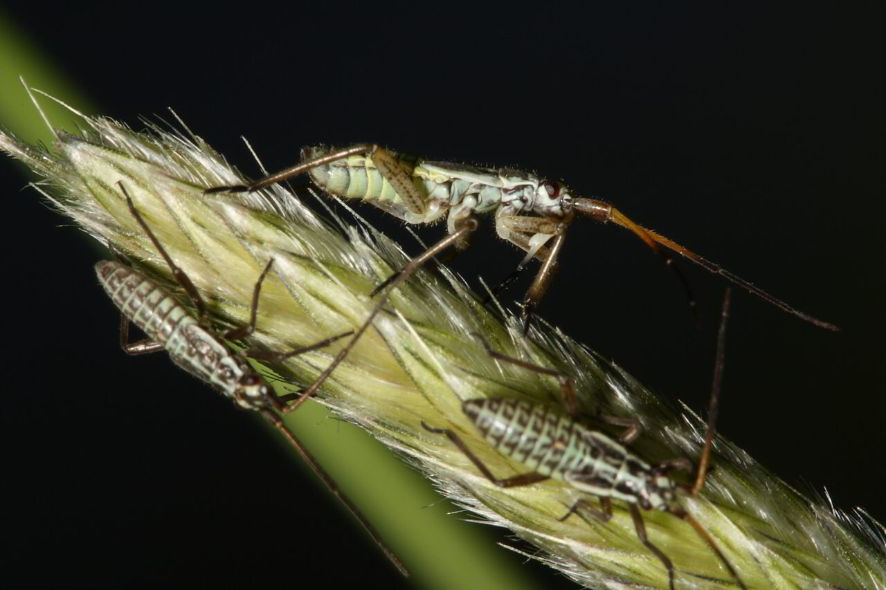 Meadow Plant Bug Nymphs