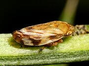 Meadow Spittlebug