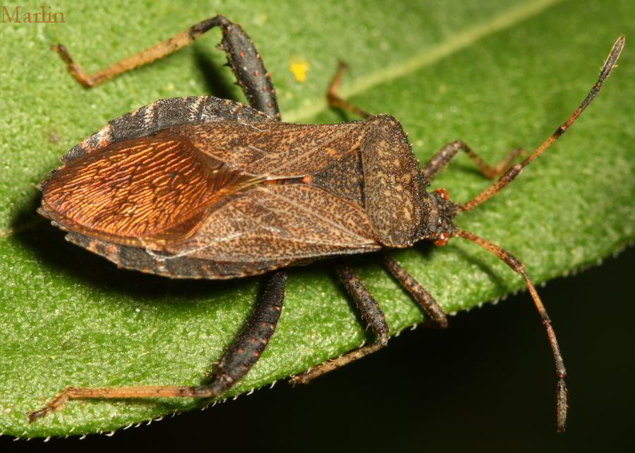 Adult Female Squash Bug