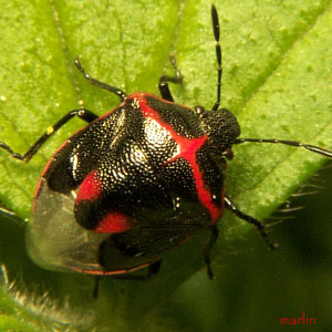Stink Bug