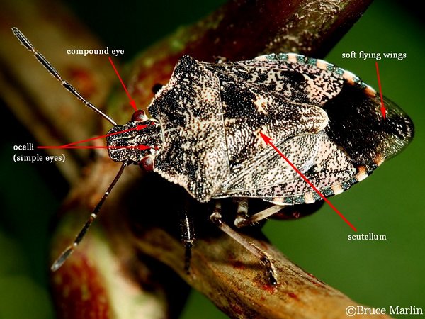 Stink Bugs - Family Pentatomidae - North American Insects & Spiders