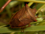 Stink Bug