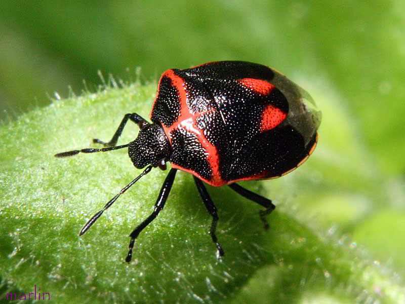 Stink Bug - Cosmopepla lintneriana