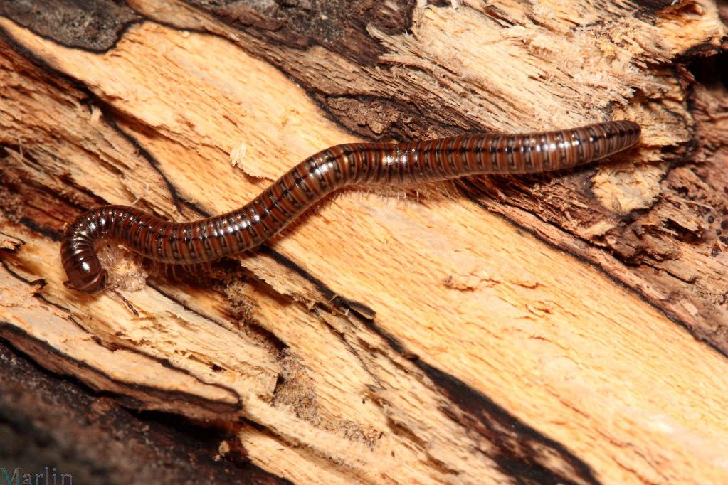 Female Millipede, Parajulidae sp. 