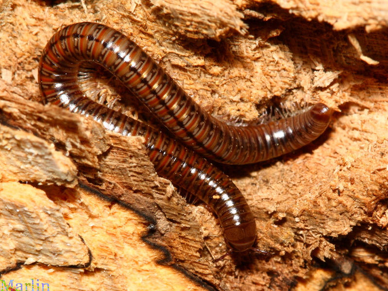 Millipede, Parajulidae sp. 