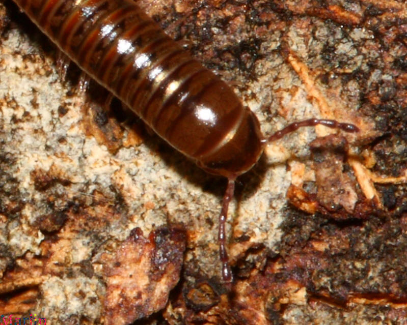 Female Millipede, Head Detail 