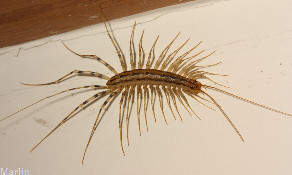 House Centipede