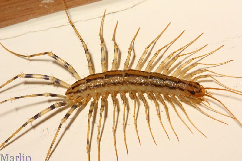 House Centipede