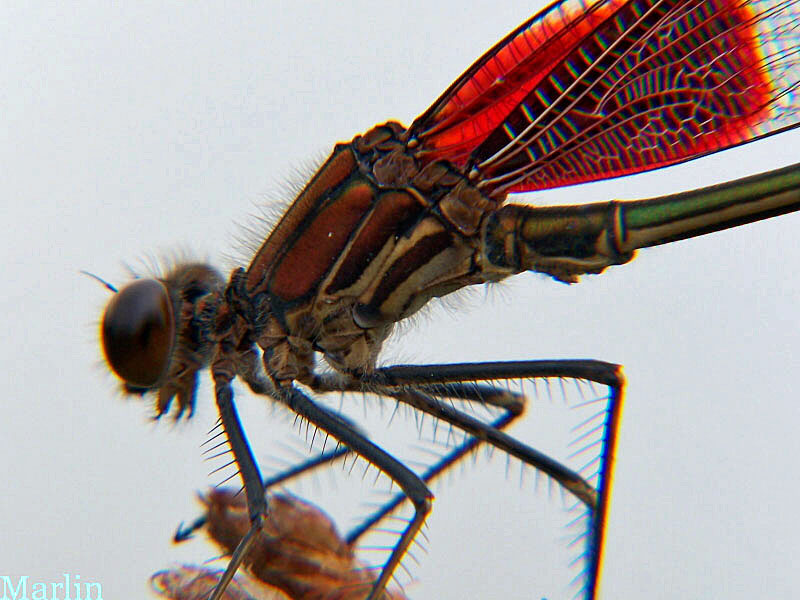 American Rubyspot Damselfly