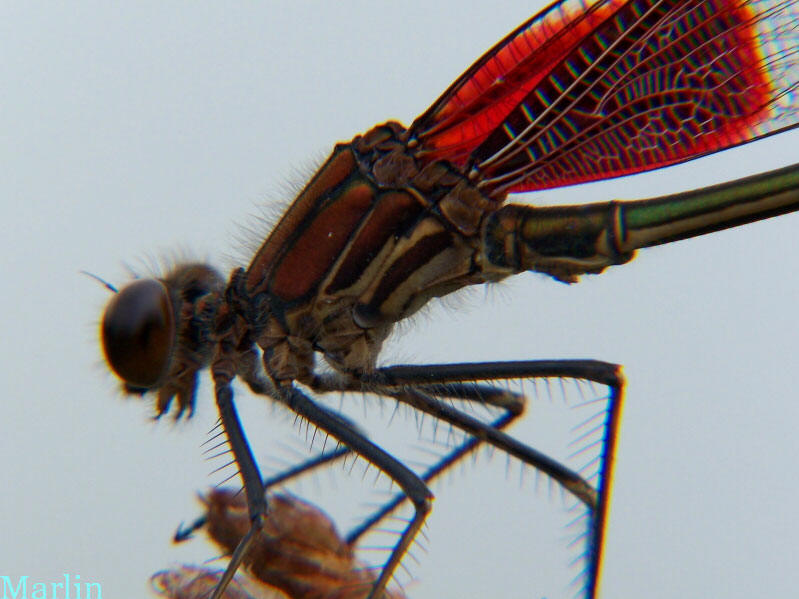 American Rubyspot Damselfly