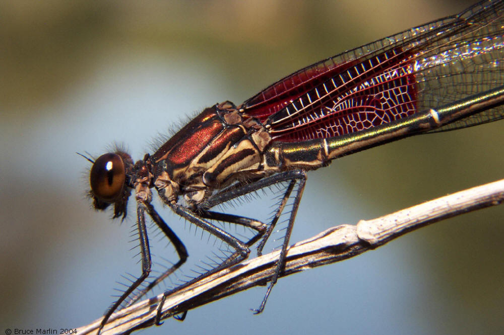 American Rubyspot Damselfly