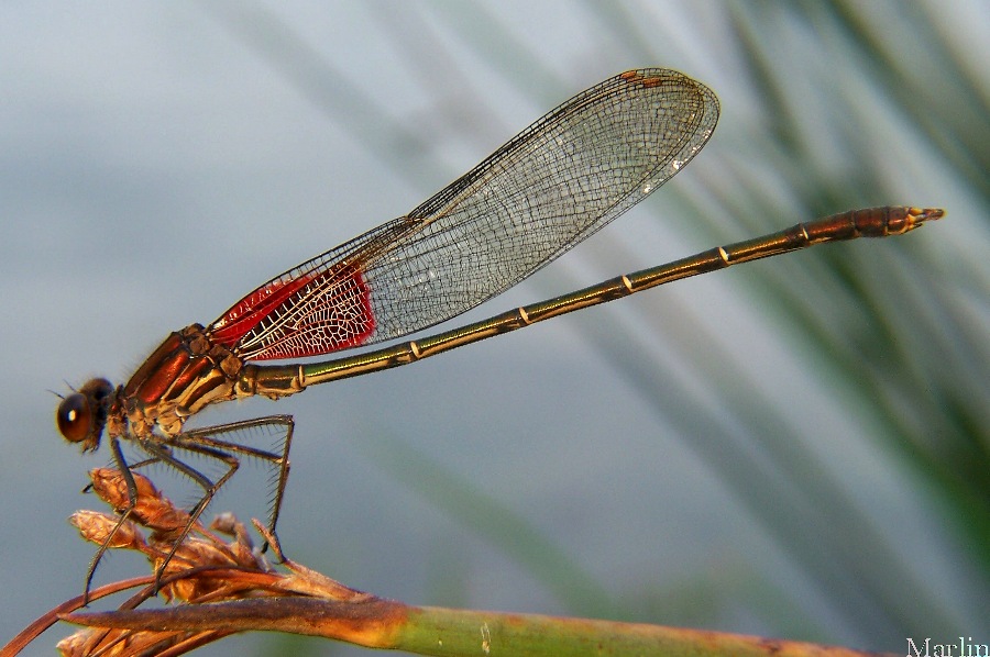 Image: Rubyspot Damselfly