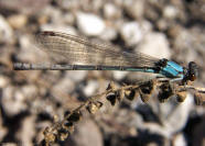 damselfly - Argia apicalis Blue-fronted Dancer Damselfly