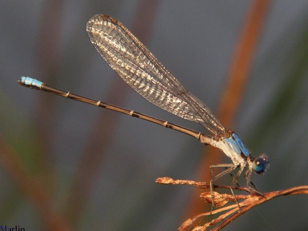 Blue-fronted Dancer Damselfly - Argia apicalis Blue-fronted Dancer Damselfly - Argia apicalis