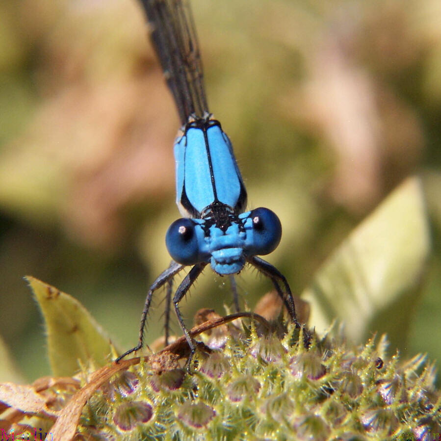 Blue-fronted Dancer Damselfly