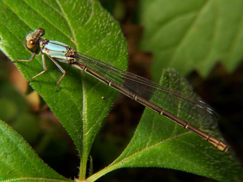 Blue-fronted Dancer Damselfly