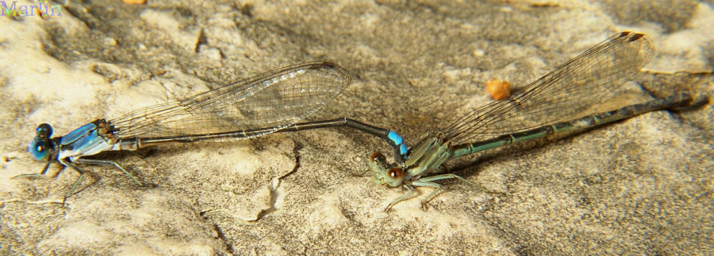 Blue-fronted Dancer Damselfly