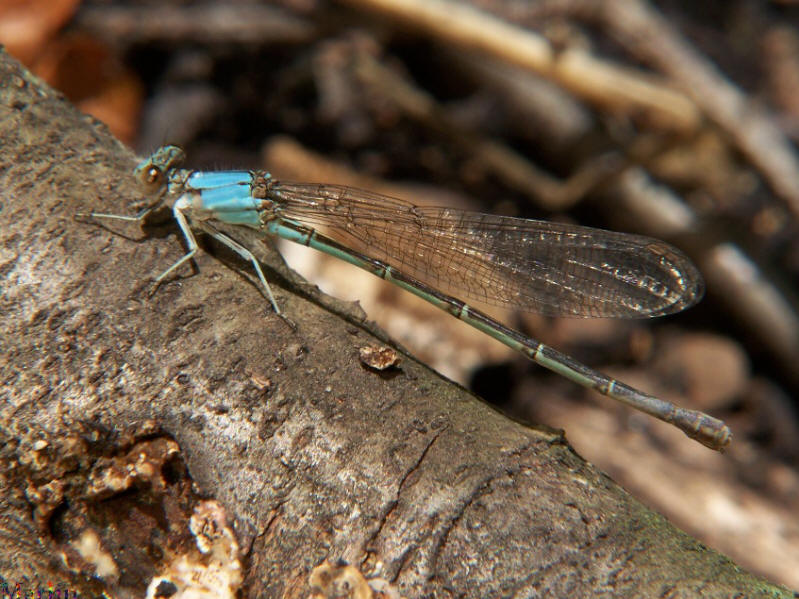 Blue-fronted Dancer Damselfly Blue-fronted Dancer Damselfly