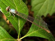 Blue-Fronted Dancer
