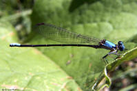 Blue-fronted Dancer Damselfly Blue-fronted Dancer Damselfly