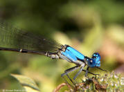 Argia apicalis Blue-fronted Dancer Damselfly